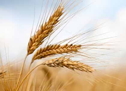 وابستگی شدید ایران به گندم در سایه افزایش قیمت‌های جهانی
