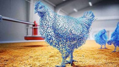 استفاده از سیستم ردیاب برای بررسی وضعیت طیور در هنگام حمل و نقل
