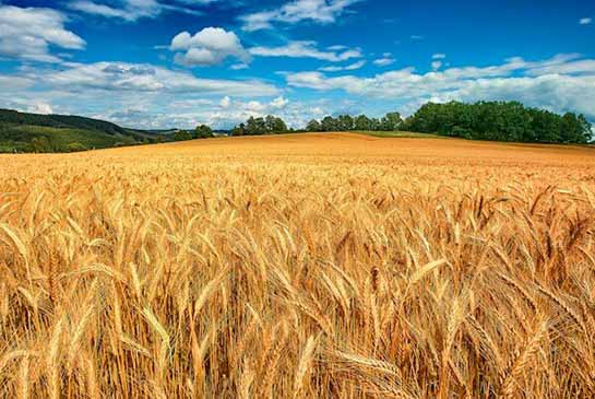 بخش کشاورزی و سیاست‌هایی که در اجرا به بیراهه می‌رود