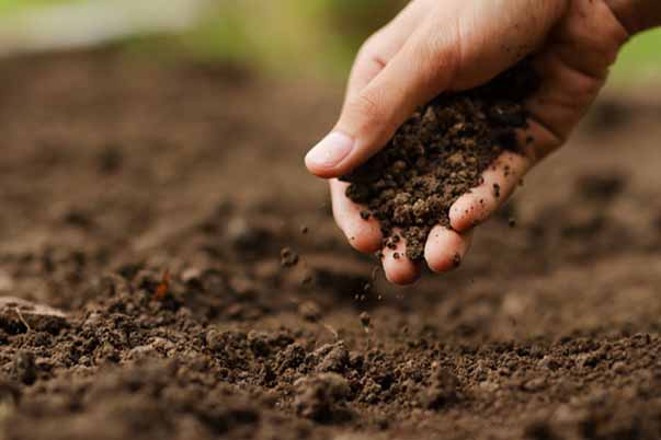 برای اصلاح خاک شور و سدیمی چه باید کرد؟