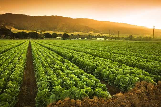 بررسی «کشاورزی قراردادی» از نگاه موافقان و منتقدان