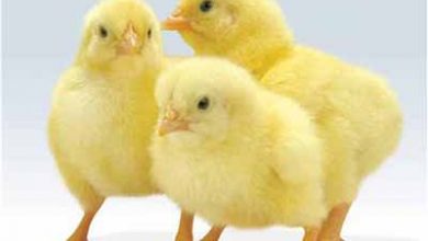 تولید مازاد جوجه یک‌روزه