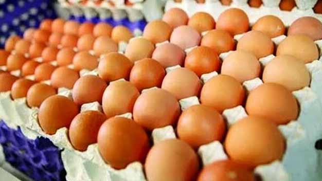 جدال بر سر قیمت تخم مرغ ادامه دارد/ حمله تعزیرات به مرغداری‌ها!