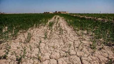 کشاورزی گلستان زیر تیغ خشکسالی، هشداری که باید جدی گرفت