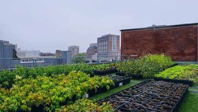 ۱۰ عرصه کشاورزی شهری در تأمین امنیت غذایی