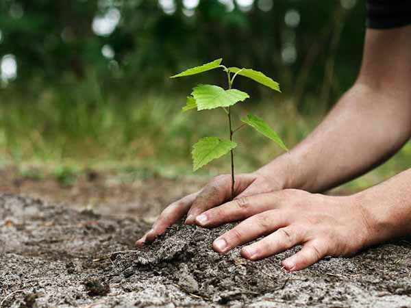 درختکاری مهم‌ترین پیش‌نیاز حفاظت خاک کشور است