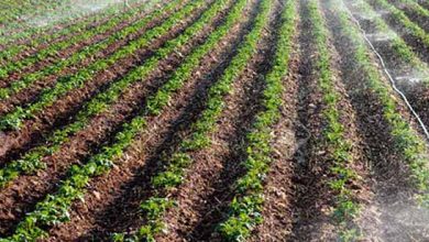 کشت غلات هم زمین را فرو می‌ریزد؟