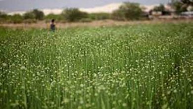 راهکار مکزیک برای کنترل تورم قیمت مصرف‌کننده چیست؟