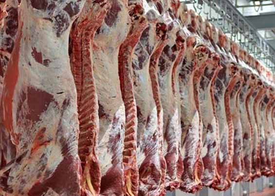 گرسنگی، کیفیت گوشت دام ها را کاهش داده است