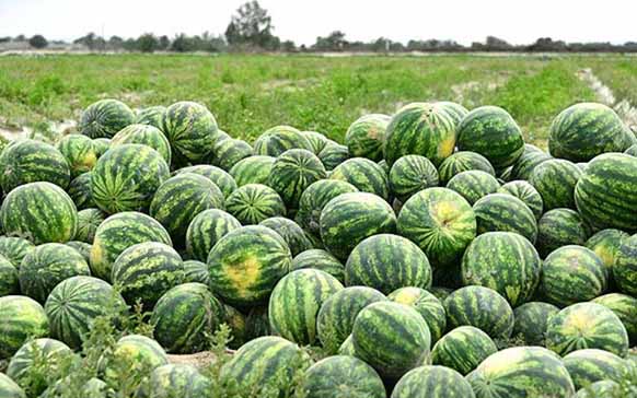 سودآوری بیشتر، دلیل تمایل کشاورزان ساوجی به کشت محصولات پر آب‌بر