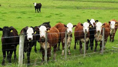 هشت نکته مهم در پرورش گاو و گوسفند