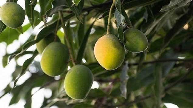 ۴۰ هزار تن انبه هر ساله در ایران تولید می‌شود