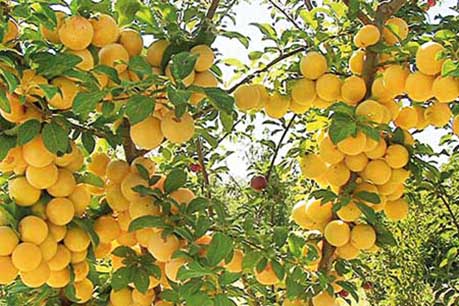 برداشت آلوچه خشکباری از باغ‌های شهرستان مراغه