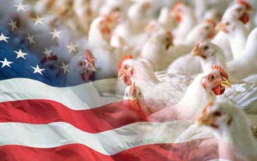 شدت سخت گیری وزارت کشاورزی آمریکا برای محصولات مرغداری