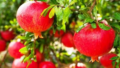 برداشت انار از باغات ارسنجان آغاز شد