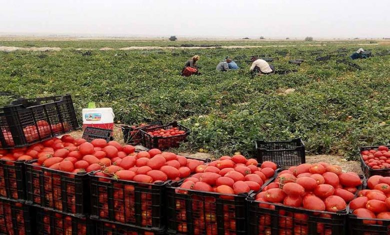 برداشت گوجه ‌فرنگی از مزارع آذربایجان‌غربی آغاز شد