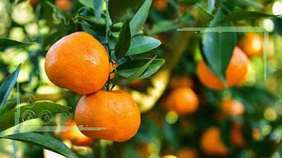 رتبه اول تا هشتم تولید 31 محصول باغبانی جهان در اختیار ایران‌