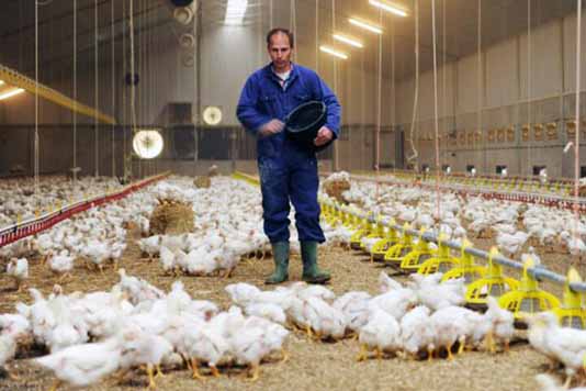 روش های کاهش مصرف انرژی و هزینه ها در مرغداری