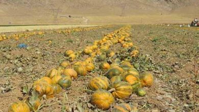 آغاز برداشت کدو حلوایی از جالیزهای شهرستان مشگین‌شهر