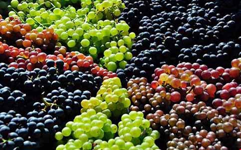 نمایشگاه میز ملی انگور در خراسان شمالی برگزار می‌شود