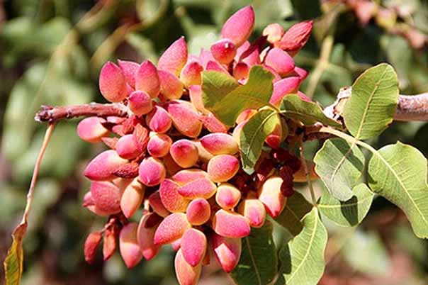 پسته، محصولی ناب برای سرمایه‌گذاری در دامغان