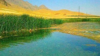 «بیشه دالان»، تالابی گرفتار بی‌تدبیری
