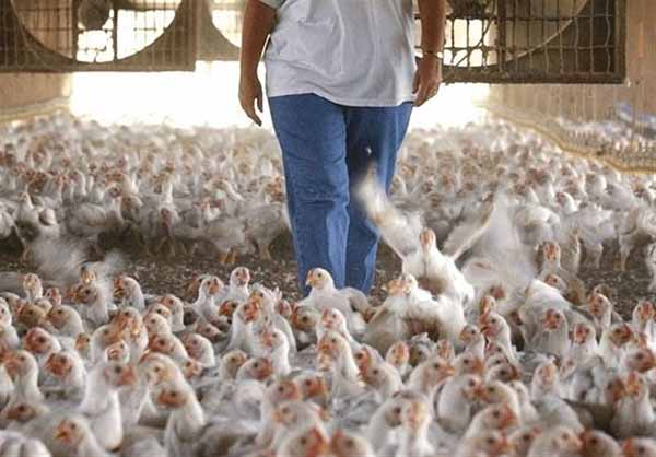 6 راهکار برای کاهش ضرر و زیان مرغداران