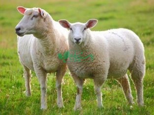 دام قائم سایت عرضه کننده گوسفند زنده در تهران