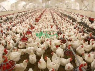 تولید کننده ی مرغ تخمگذار شرکت مرغک