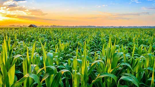 بازار عمده محصولات کشاورزی سروبان